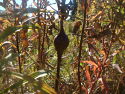 GALL BALL IN FIELD